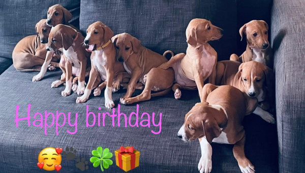 Wir wünschen unseren Azawakh Kindern alles Gute zu Ihrem 1. Geburtstag.....